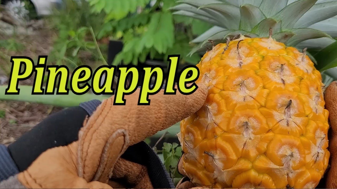 Pineapple Harvest Youtube