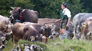 Almabtrieb im Allgäu: Ende des Sommers wird eingeläutet