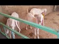 farm update || livestock INFORMATION BY Muhammad ALI || friends goats farm