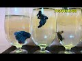 💥exotic fishes unboxing😱 fish lover don t miss it offers🤫 classic aquarium pets shop 💥