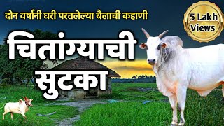 चितांग्याची सुटका | दोन वर्षाने घरी परतलेल्या बैलाची कहाणी | The story of the Chitangya's escape