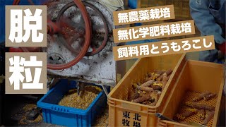 デントコーンを脱粒する作業をご紹介