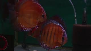 ディスカス discus Ｂ-HOUSE 自家産Ｆ１ 朱月  Red  Discus