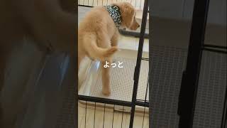 2023年5月24日。芭玖（ハク）の、かしこをご覧ください。 #puppy #ゴールデンレトリバー仔犬 #ゴールデンレトリーバーgolden #ゴールデンリトリバー #可愛い #癒し