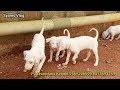 നല്ലയിനം രാജപാളയം നായക്കുട്ടികൾ വാങ്ങാം rajapalayam dogs for sale