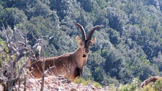 The Magnificent Markhor-Wildlife Diaries Of Pakistan