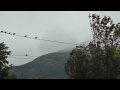 crows on wire in 50 mph wind