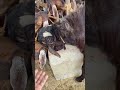 funny￼ bakra😂🔥 shorts funnyshorts goatfarming