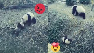 Angry Panda Attacks Her Baby!