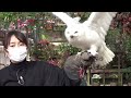 富士花鳥園　バードショー　2023　シロフクロウ　のぞみ