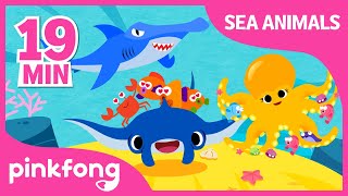 Super Duper Manta Ray and more | Sea Animal Songs | +Compilation | Pinkfong Songs for Children
