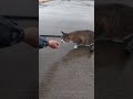 釣った魚をおねだりする猫