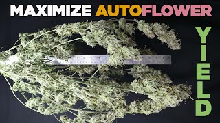 SMALL AUTOFLOWERS? Main Reason Why & How to Maximize Yields with Autos