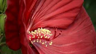 Hardy Hibiscus