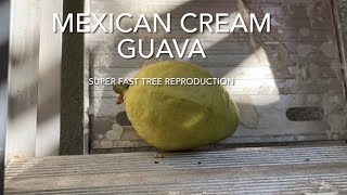 Growing the Mexican Cream Guava tree | Fast Propagation method | Delicious Fruit