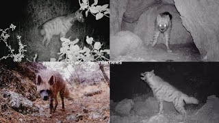 بەڵگە فیلمی دوایین کەمتارەکان لە کوردستان-The Last Striped Hyenas of Kurdistan Documentary Film
