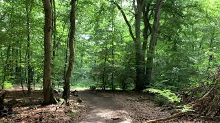 4K walk in nature along Bergisches Land in North Rhine-Westphalia - shound of nature and great views