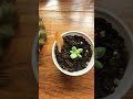 tiny plants 🪴 • • plantcare plants tiny small music duet shorts