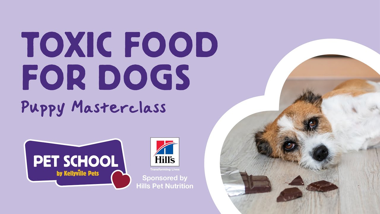 Toxic Food For Dogs | Puppy Masterclass - YouTube