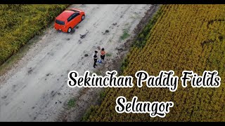 Sekinchan Paddy Fields, Selangor | DJI Mini 2 | Drone Aerial Video 4K