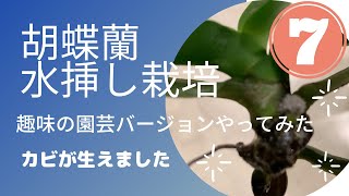 【水挿し胡蝶蘭】カビが生えたので対処しました