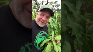 It's mango flowering season ￼ #mango #gardening #tropicalfruit