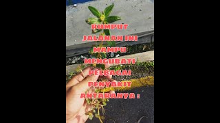 RUMPUT JALANAN MAMPU MENGUBATI PELBAGAI JENIS PENYAKIT #shorts #ubat #herbs