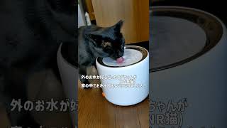 流れるお水は美味しいようです　#Shorts#猫#TNR