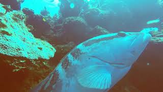 Big, friendly fish follows scuba diver for chin scratch