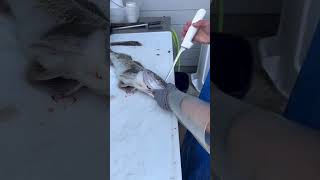 How to Filet Ling Cod! #fishing #pesca #seafood #shorts #howto #pnw #oregon #food #sea #ocean #fish