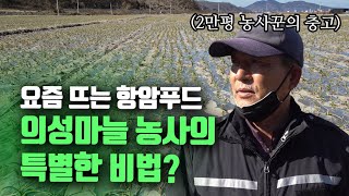 항암푸드 마늘농사 꿀팁대방출, 10년 만에 깨달을 노하우를 영상 하나로! (의성 육쪽마늘인데 왜 쪽이 더 많을까? )