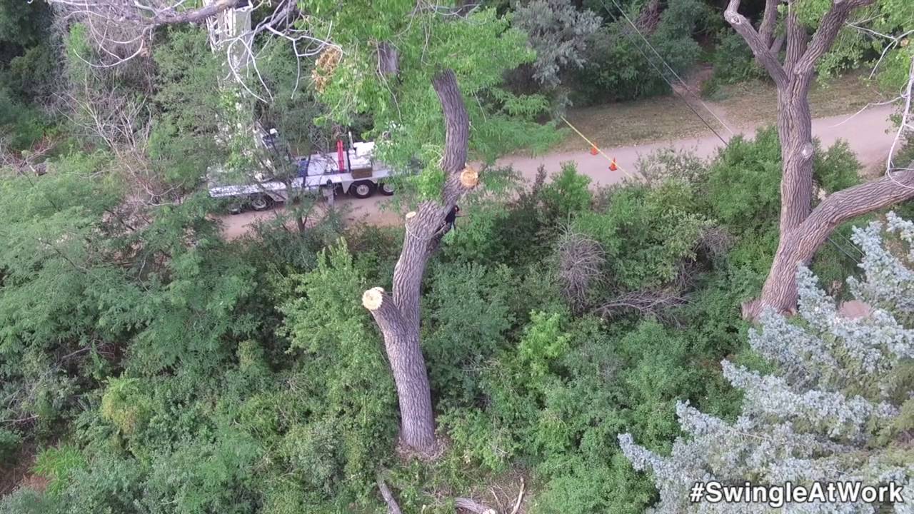 Tree Removal Part 1 Youtube