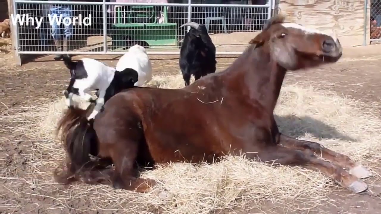 Animals Loverёяшн Youtube