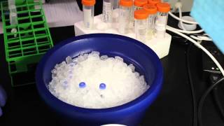 DNA Sequencing Preparation
