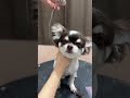 CHIHUAHUA Full Face Grooming A Quick and easy guide #chihuahua #grooming #cute #love  @ripple-t6o