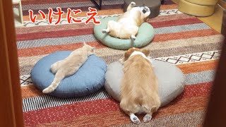 【Twitter でバズった】侵入！あやしい儀式をする犬と猫【コーギー】【マンチカン】