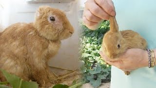 귀 없는 엄마 토끼에서 태어난 ‘짝귀 토끼’ @순간포착 세상에 이런 일이 995회 20180726