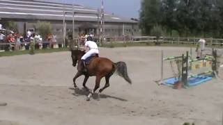 Picobello Elegance Jump off Final 5 years old