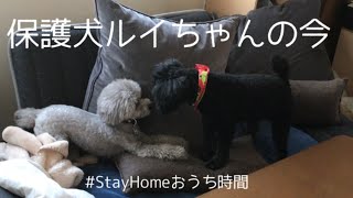 保護犬ルイちゃんの今＆5ワンズ宅訪問【トイプードル】【多頭飼い】【#トイプードルどりらぶかむ】