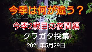 【昆虫採集】大興奮！！梅雨明け前のポイントめぐり！【樹液採集】