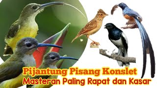 Pijantung Pisang Gacor Konslet || 100% Tembakan Rapat dan Kasar