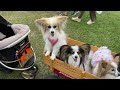 【犬イベント】しっぽフェスタpart2🐶昭和記念公園でワンだらけ‼️【犬vlog】【dog event】【radio flyer】