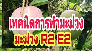 เทคนิค#การทำมะม่วง​ R2​ E2.#แบบเสียบยอด#ได้ลูกสวยเหมือนเดิม