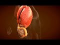 3d animation of internal organs