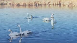 白鳥を観に菅生沼へ