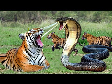 Can a cobra kill a tiger?