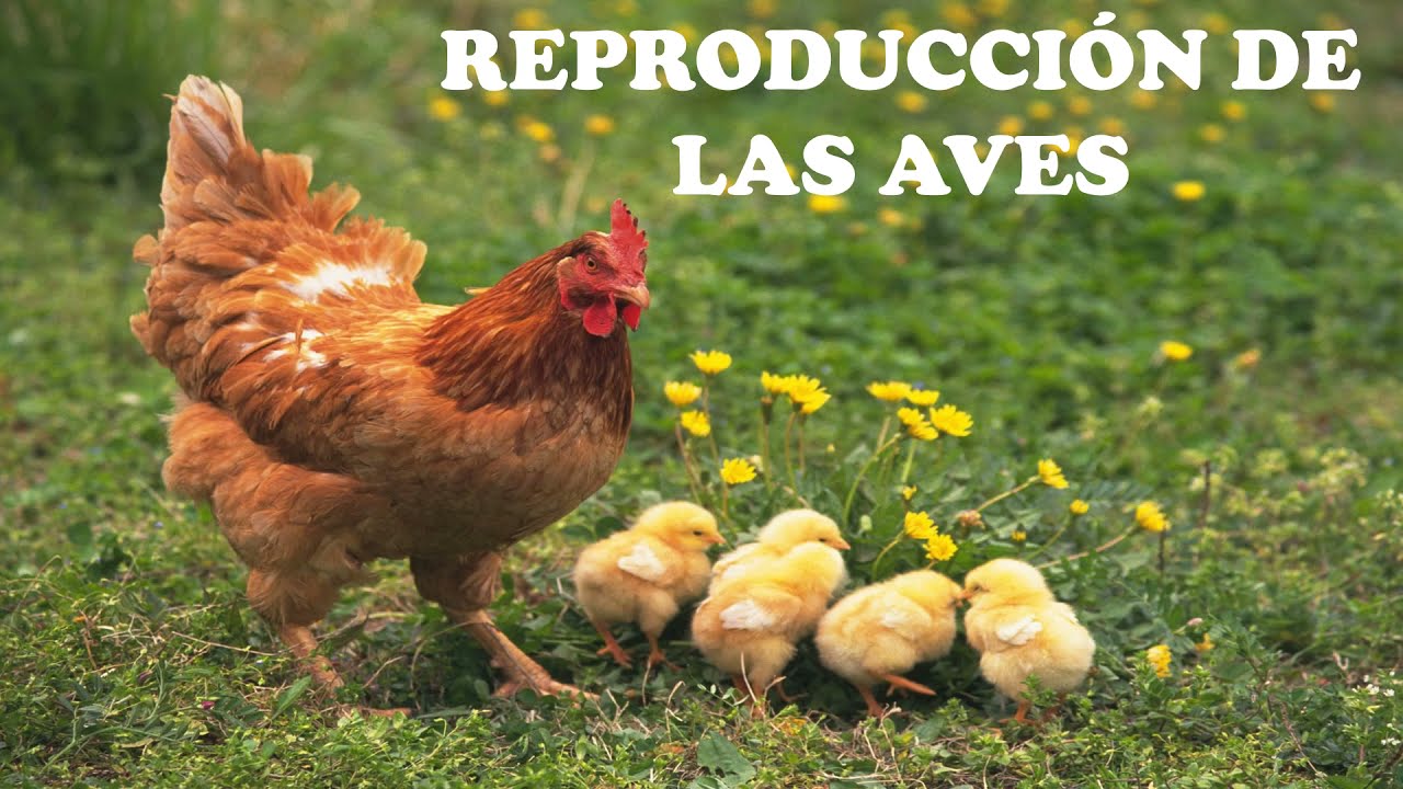 Reproducción De Las Aves Youtube