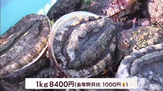 宮城有数のアワビの水揚げ誇る南三陸町　今シーズン初の漁