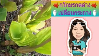 กวักมรกตด่างเปลี่ยนกระถาง