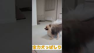 全力で犬っ走り！　#Shorts #YouTubeショート